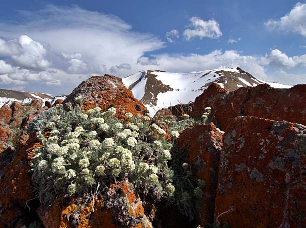 Kyrgyz mountains in spring time