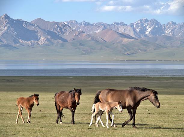 istock roaming horses at Song Kul Lake 2245744556