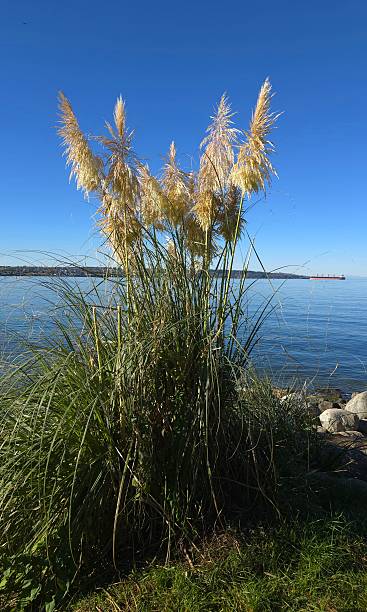 istock Flora and greenery along Vancouver's seawall pedestrian footpath between  Devonian Harbor Park and Charleson Park on the morning of October 13, 2025. 2245750863
