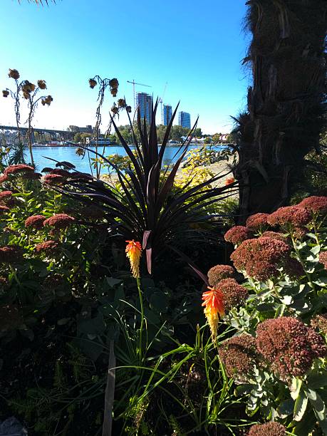 istock Flora and greenery along Vancouver's seawall pedestrian footpath between  Devonian Harbor Park and Charleson Park on the morning of October 13, 2025. 2245750865