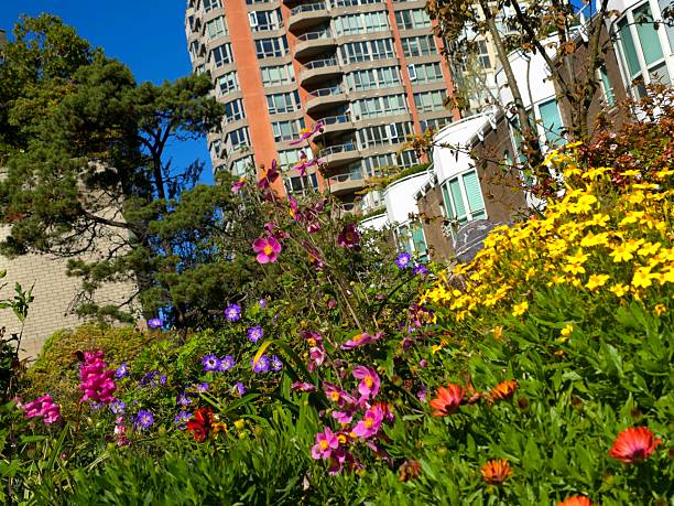 A late season colorful flowerbed with pink snapdragons, purple and white cranesbill hardy geraniums and coppery, golden to purple edged Cape Marguerite blossoms set against Yaletown high rise condos at the 1000 Beach Avenue seawall access point.