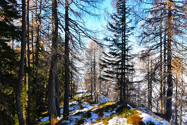 Coniferous larch forest in winter with snow covering the ground