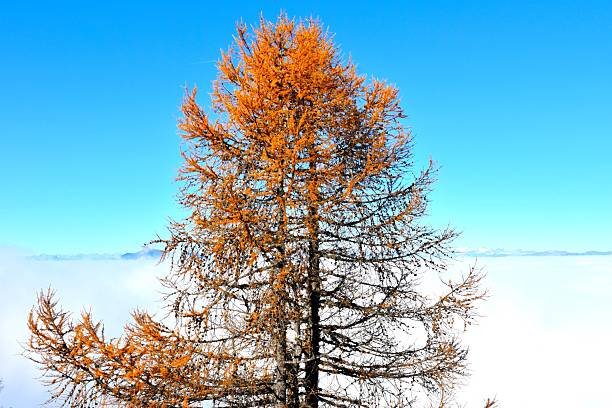 Gold colored larch tree with blue sky and white clouds in the background