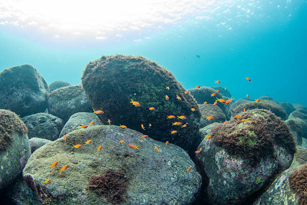 Wide underwater image of small fish swimming above a rocky sea floor covered with natural algae.Soft sunlight filters through the water, creating a blue gradient and calm atmospheric seascape.Suitable for marine ecology visuals, educational materials, environmental conservation themes, diving imagery, and nature backgrounds.