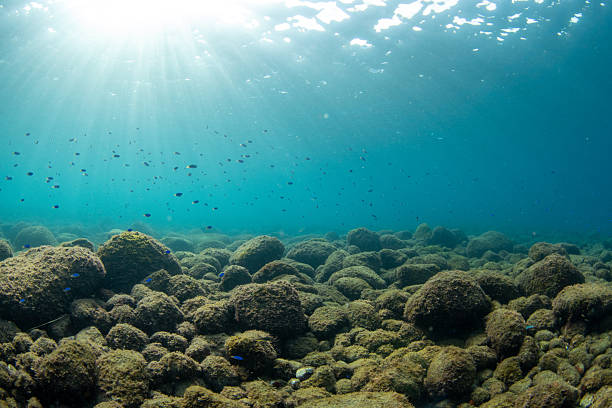 Beautiful diving underwater with Fishes and Corals at Losin south of Thailand 2018