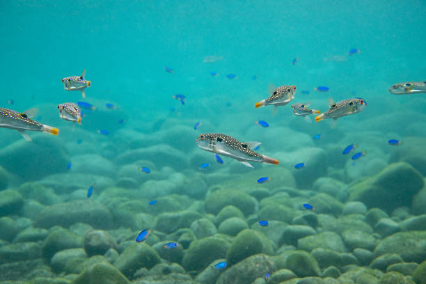 The spot-fin porcupinefish (Diodon hystrix), also known as the spotted porcupinefish, black-spotted porcupinefish or simply porcupinefish, is a member of the family Diodontidae.