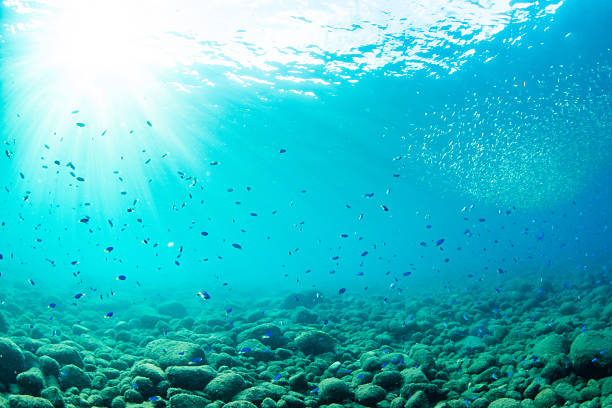 istock School of Fish Swimming in Sunlit Ocean 2245754370