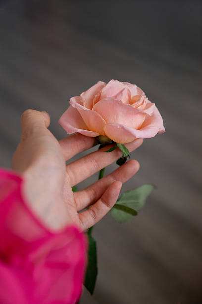 istock A hand wearing a pink sheer sleeve gently holds a delicate peach-colored rose against a blurred gray background 2245755334