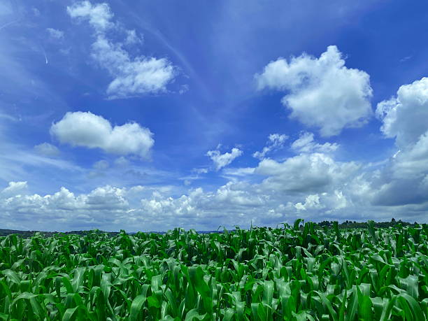 A vibrant landscape of a cornfield under a bright blue sky with fluffy clouds, with a distant mountain range.