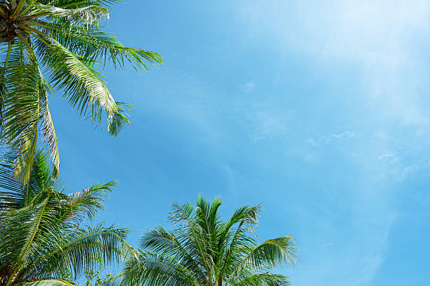 istock Coconut palm leaves with sunny blue sky copy space scene 2245755956