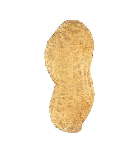 Single dried peanut in shell isolated on white background, perfect for food packaging design, healthy snack concept, organic product advertising, and natural nutrition projects.