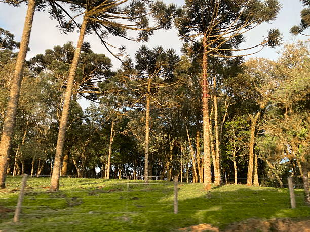 istock Landscape in Santa Catarina 2245756211