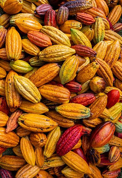istock Cacao Pods in Hawaii 2245756935