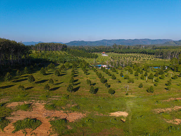 istock Aerial view tropical green durain fruit plantation on hill 2245758250