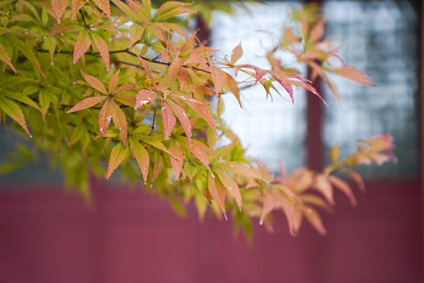 istock Beautiful maple leaves with delicate autumn colors 2245758992