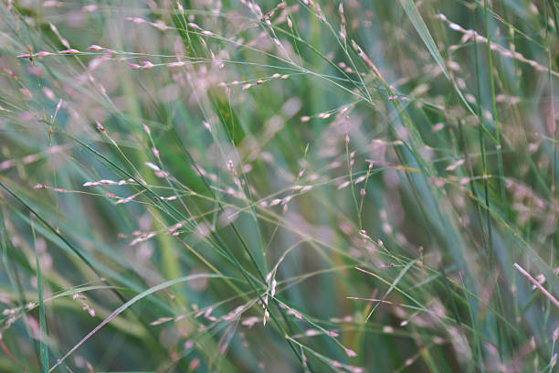 istock Close-up view of delicate green grass blades in natural setting 2245759046
