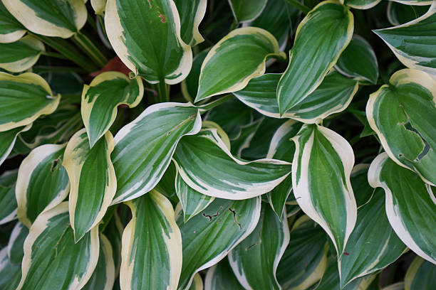 istock Close-up view of hosta plant with variegated leaves 2245759214