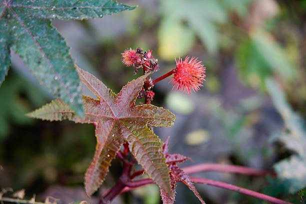 istock Castor oil plant (Ricinus communis) castor bean tree in garden 2245760497