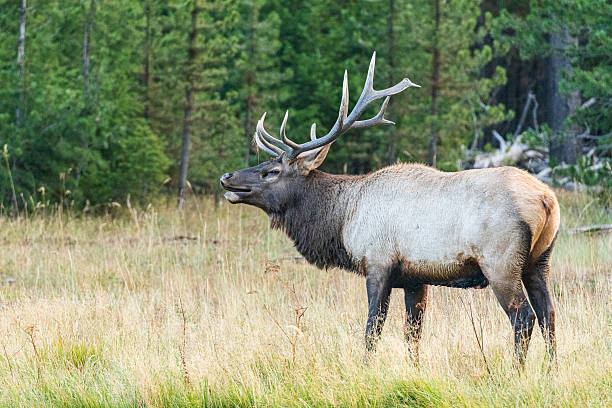 istock Bull elk in a meadow 2245761929
