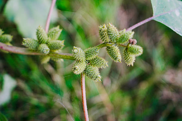 Common cocklebur fruits close-up view with selective focus on foreground