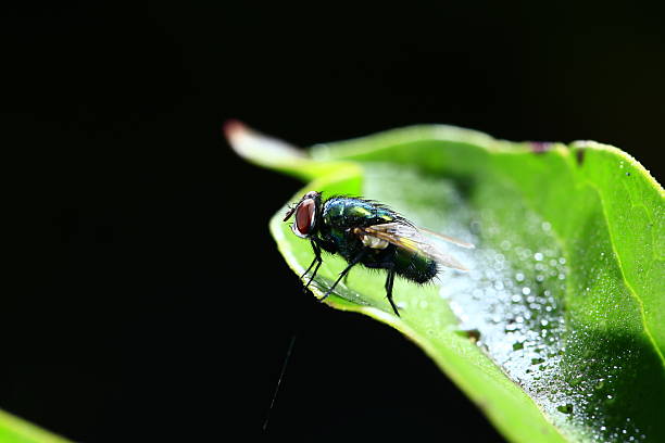 Fly or housefly looking for food. Flies are carriers of various diseases such as food poisoning, dysentery, cholera.