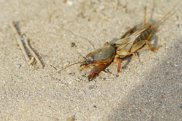 Gryllotalpa, with a yellowish brown body and broad forelegs, belongs to Orthoptera Gryllotalpidae.