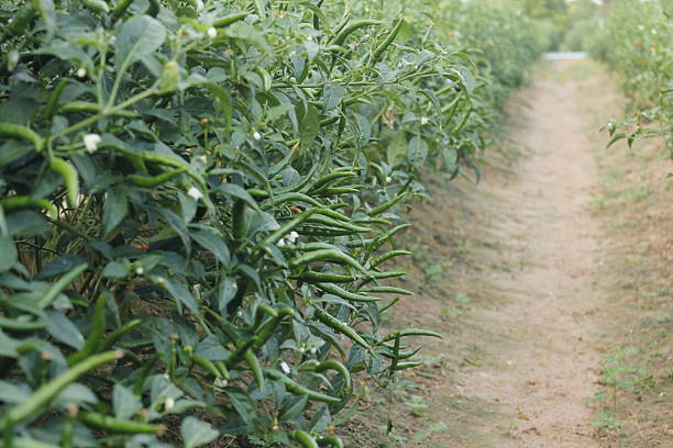 Hot peppers, also known as chili peppers (Capsicum spp.), are spicy fruits widely used to add heat and flavor to dishes around the world. They come in various shapes, sizes, and colors — from small, fiery red chilies to large, mildly hot varieties. The spiciness of hot peppers comes from capsaicin, a natural compound concentrated in the seeds and inner membranes.