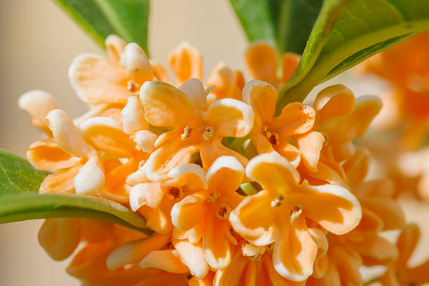 Close-up of osmanthus