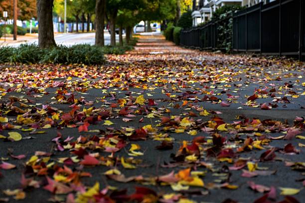 istock Autumn Leaves On The Ground 2245769034