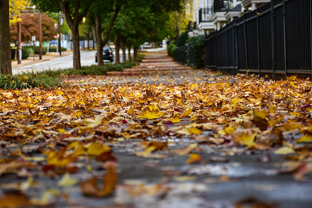 Autumn Leaves On The Ground