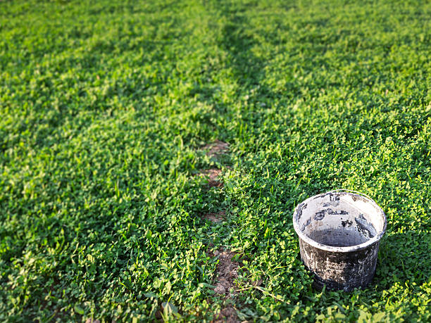 There is an old empty paint bucket on the green plant