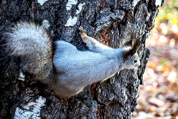 istock a young grey squirrel in an autumn birch forest 2245772804