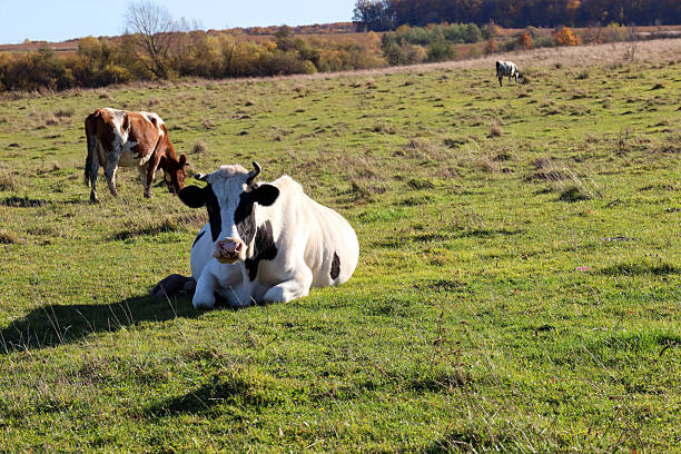 ​A white cow with black spots rests lying on a green pasture on a sunny autumn day, while other cows graze in the background. The rural landscape with rolling hills and trees highlights the idyllic atmosphere of the farm