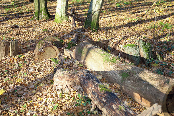 A ground-level view of an autumn forest features fallen tree trunks and moss-covered stumps lying on a carpet of golden-brown fallen leaves. Bright sunlight pierces the canopy, casting sharp shadows and highlighting the texture of the wood and the forest floor.