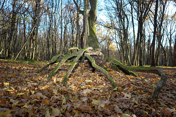 Large intertwined tree roots in the forest