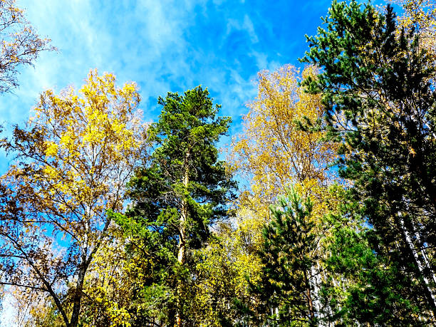 Autumn forest landscape in the early morning. Colorful trees illuminated by the sun, bright blue sky