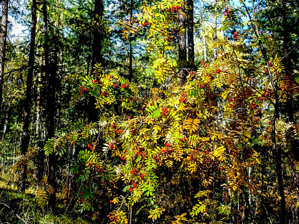 clusters of red autumn mountain ash in the forest on a blurred natural background