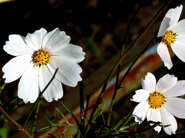 istock white cosmos flowers on a natural background 2245777885