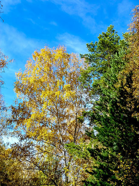 istock Autumn forest landscape in the early morning 2245777925