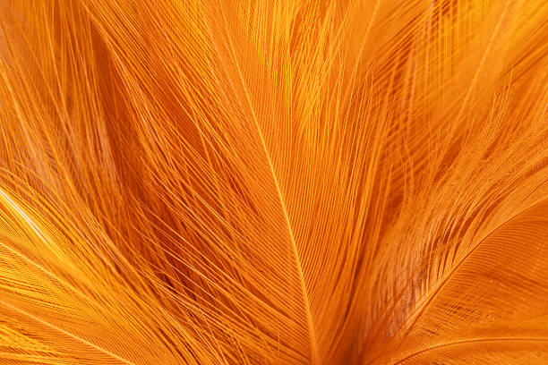 istock Brown feather macro,Beautiful fluffy white feather, abstract feather on white background. High resolution. Copy space for design and text. Pastel beige and white colors. High resolution. 2245778114