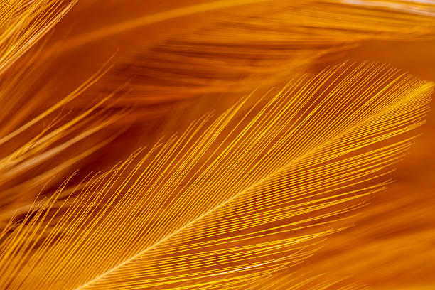 Brown feather macro,Beautiful fluffy white feather, abstract feather on white background. High resolution. Copy space for design and text. Pastel beige and white colors. High resolution.