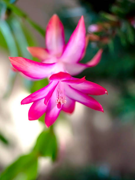 istock bright and beautiful blooming Schlumberger cactus 2245780021