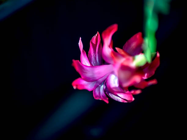 bright and beautiful blooming Schlumberger cactus on the windowsill
