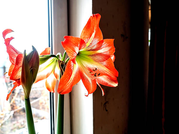 istock a large bright red amaryllis flower on a blurred background outside the window 2245780067