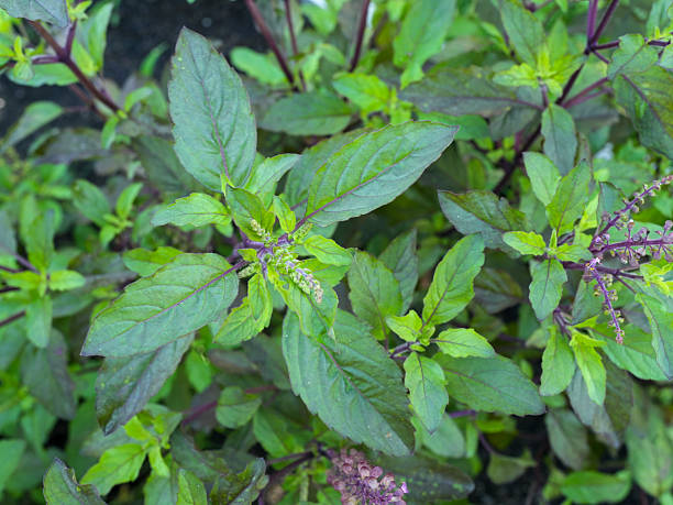Fresh green and purple basil leaves create vibrant display in garden setting, showcasing their unique colors and textures. This aromatic herb is often used in culinary dishes