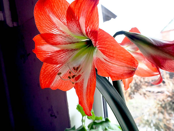 istock a large bright red amaryllis flower on a blurred background outside the window 2245780116