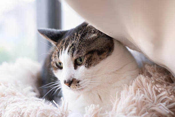 istock Cute cat relaxing by the window 2245780458