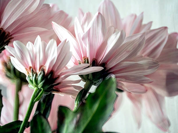 Pink Flower