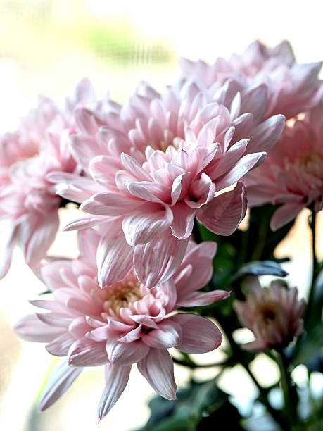 istock light pink chrysanthemum flowers in a bouquet 2245781419