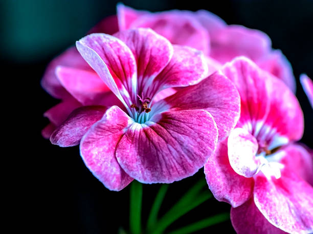 pink flowers of a geranium